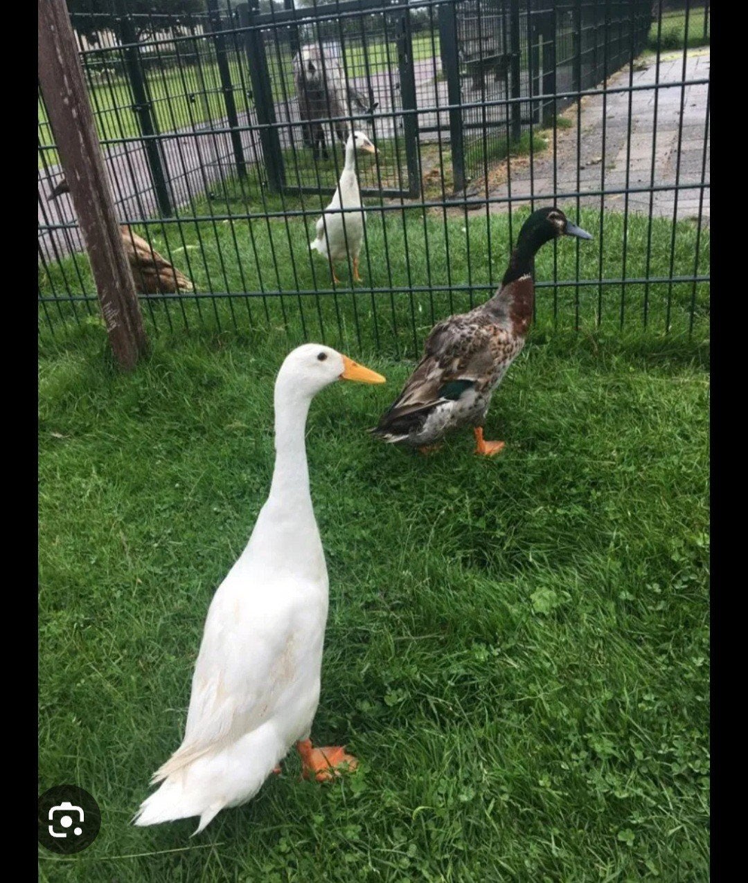 Bevruchte eenden eitjes, Dieren en Toebehoren