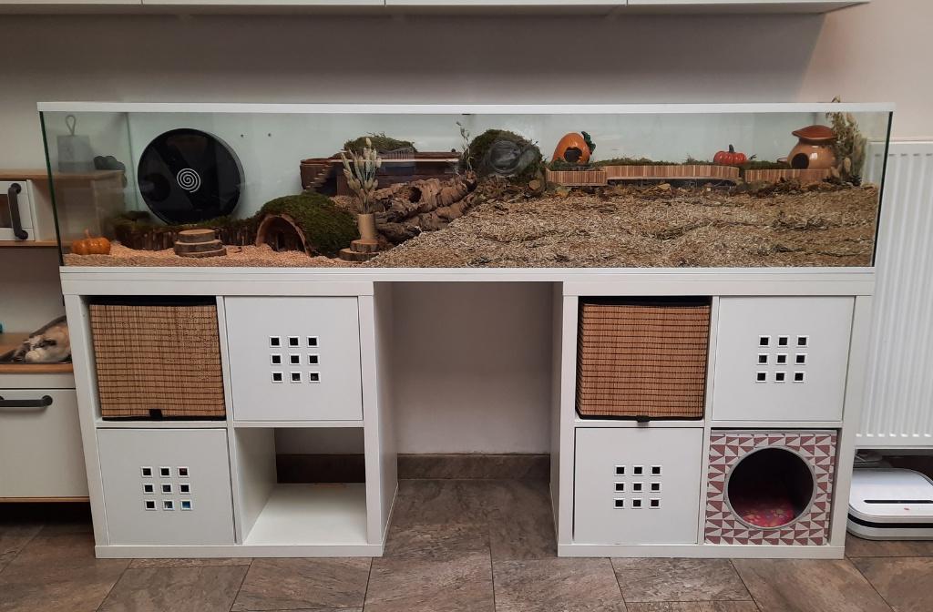 Hamsterkooi glas model zonder schuifruiten, Animaux & Accessoires, Rongeurs & Lapins | Cages & Clapiers, Neuf, Cage, Moins de 60 cm
