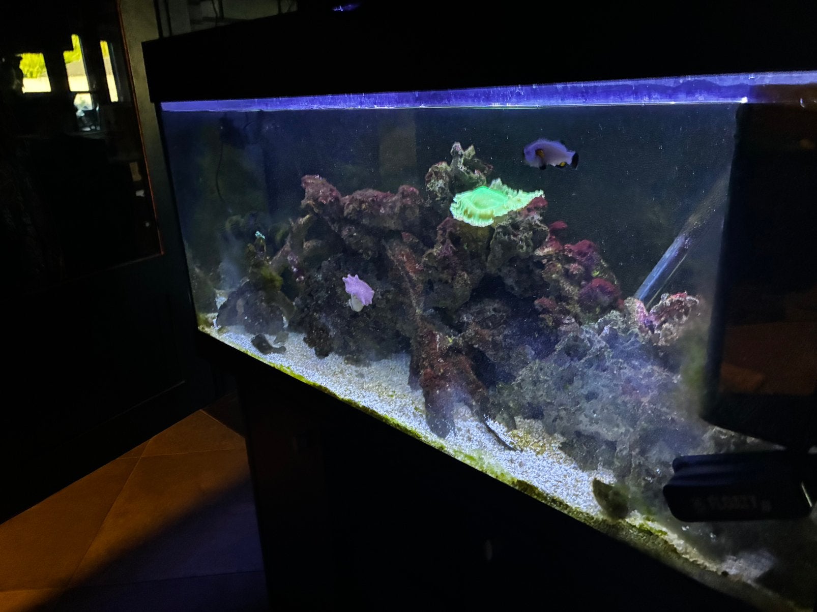 Vissen en levend koraal, Animaux & Accessoires, Poissons | Poissons d'aquarium