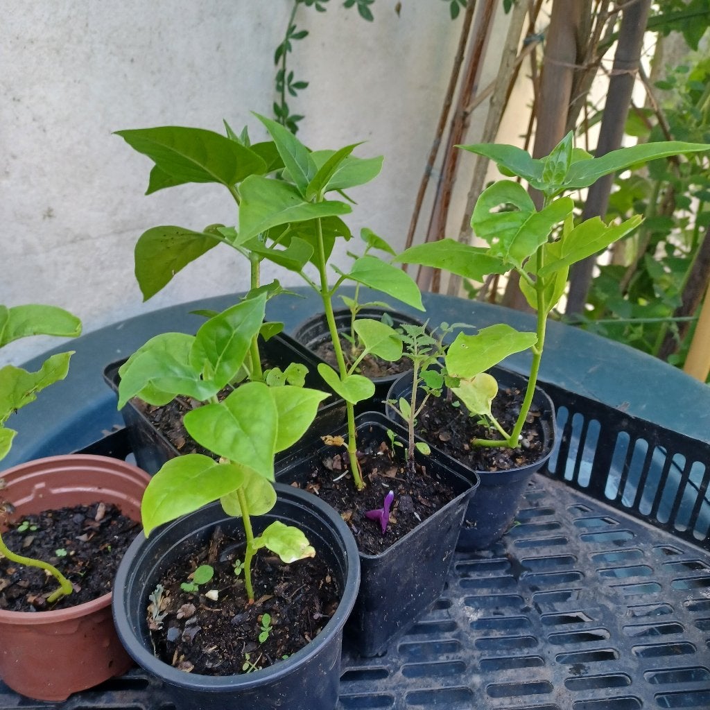 Mirabilis jalapa, Autres espèces, Été, Enlèvement, Plante fixe
