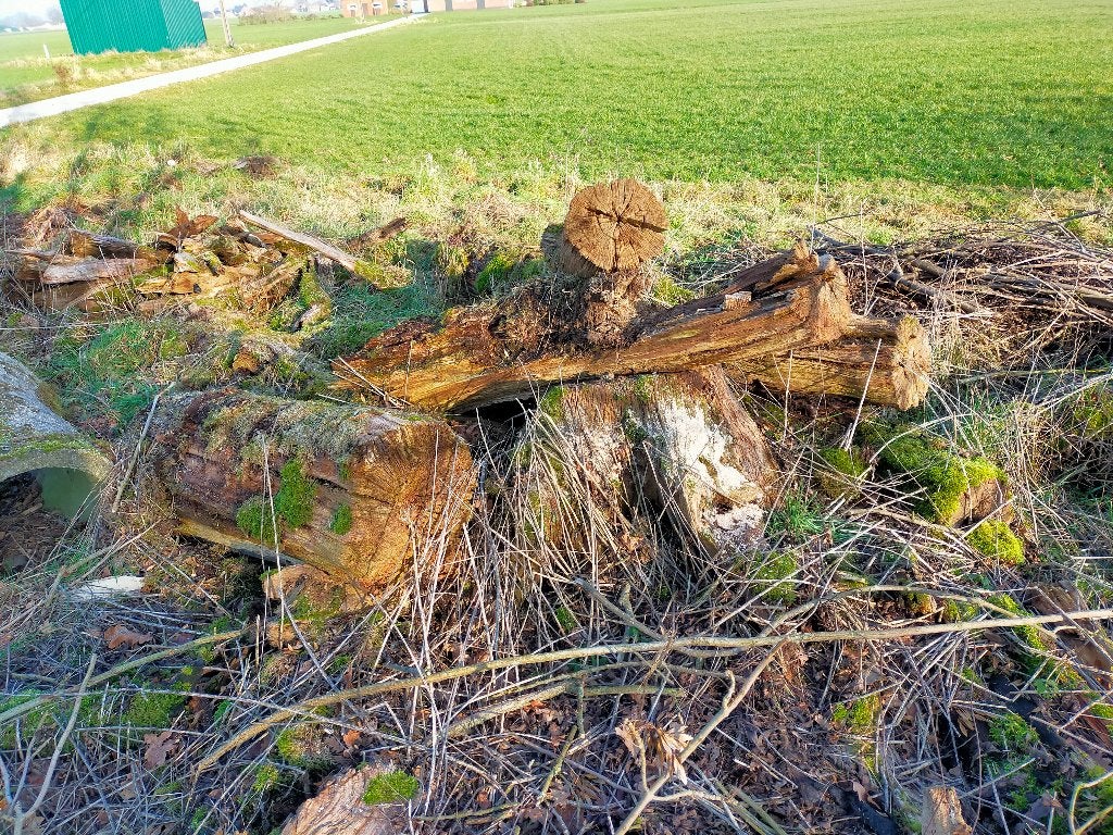 te verzagen brandhout, Minder dan 3 m³, Ophalen, Eikenhout, Stammen