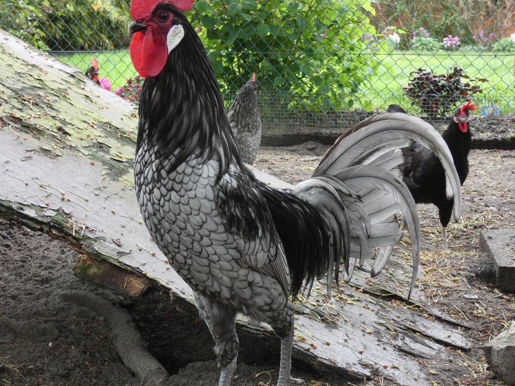 jonge toom andalusiers, Dieren en Toebehoren, Pluimvee, Meerdere dieren, Kip