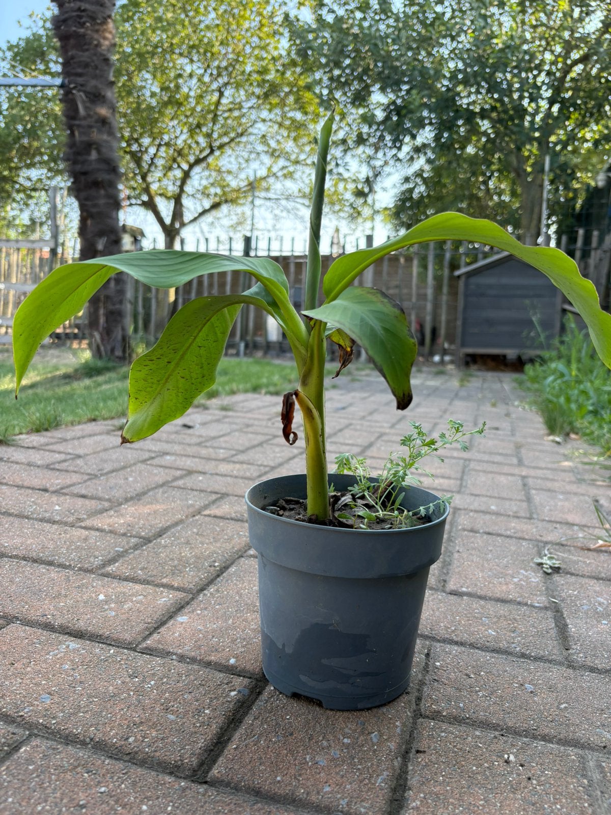 Musa bajo, Tuin en Terras, Planten | Tuinplanten, Ophalen