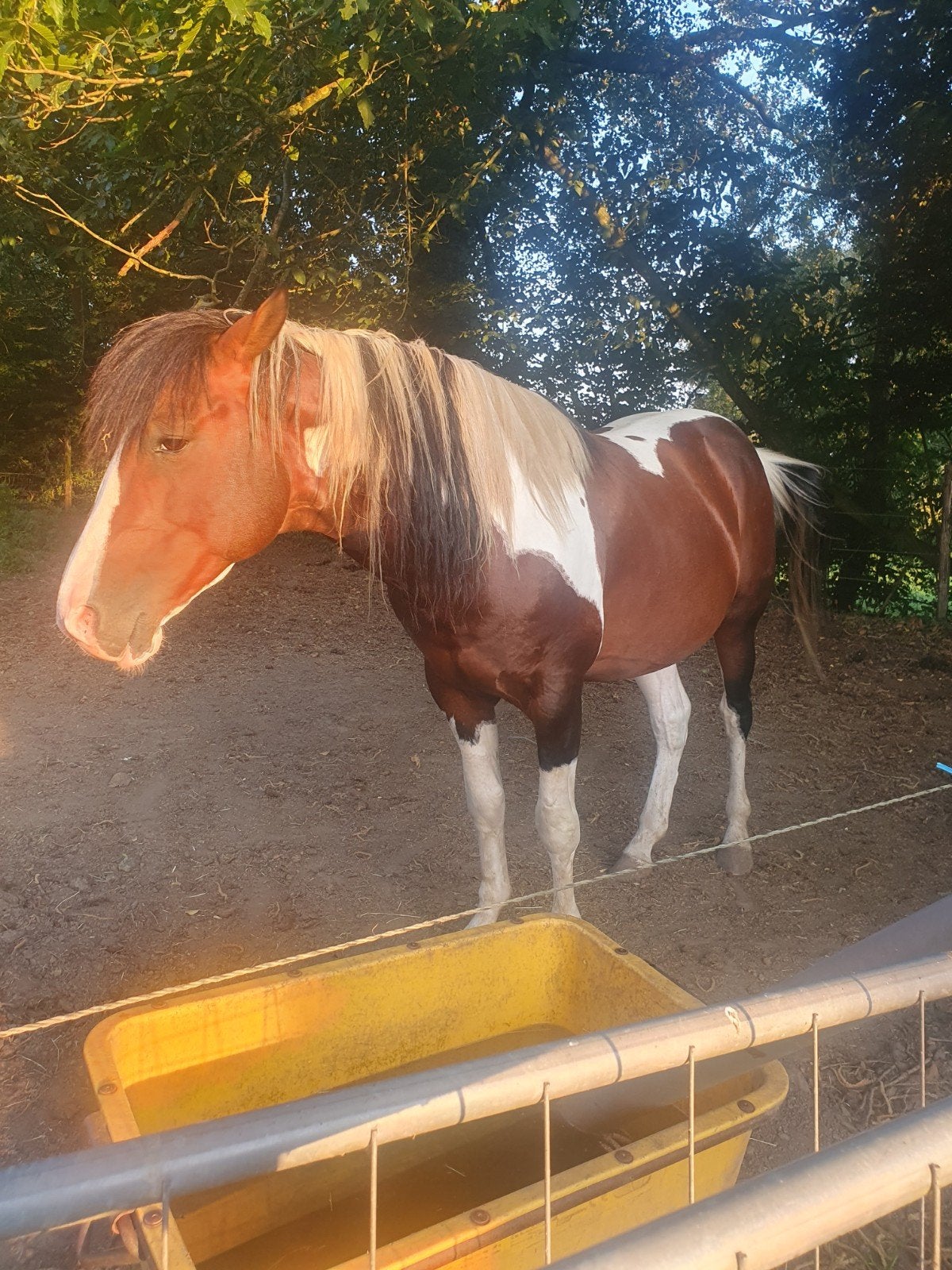 Quarter hengst terr dekking, Dieren en Toebehoren, Hengst