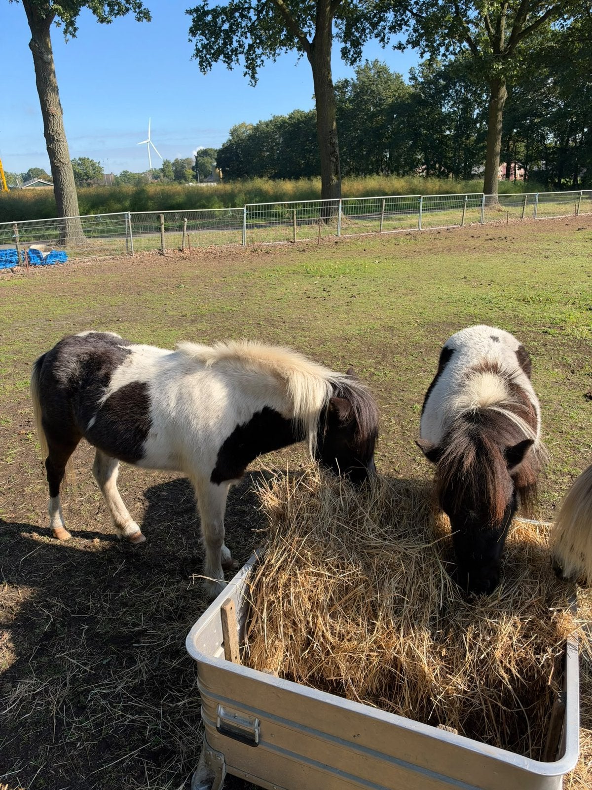 2 drachtige zwartbonte merries, Dieren en Toebehoren
