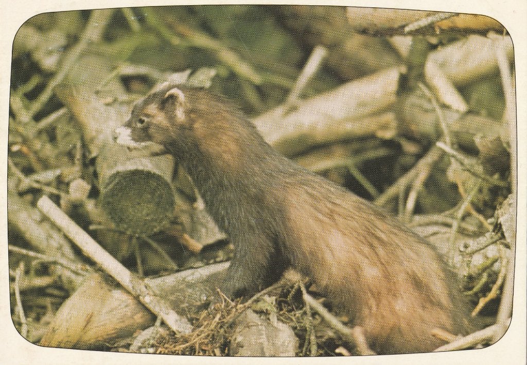 BUNZING, Collections, Cartes postales | Animaux, Envoi, Affranchie, Animal sauvage