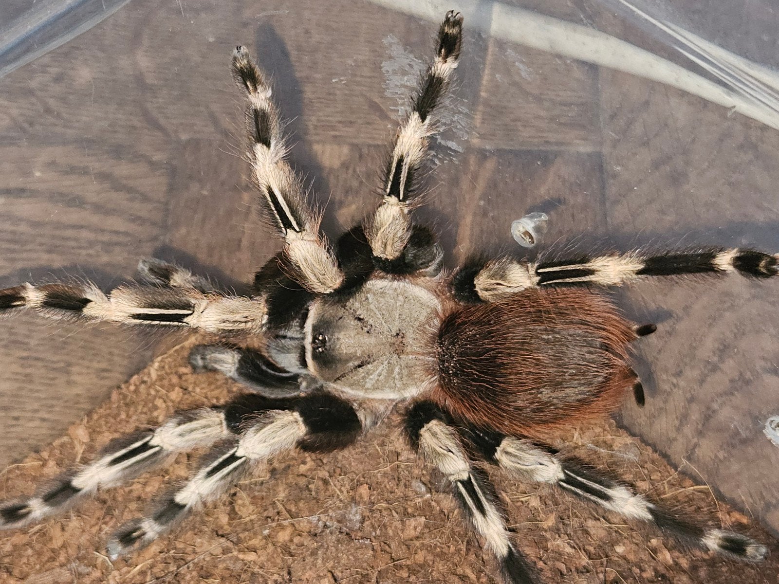 Vitalius chromatus volwasene vrouw !, Dieren en Toebehoren