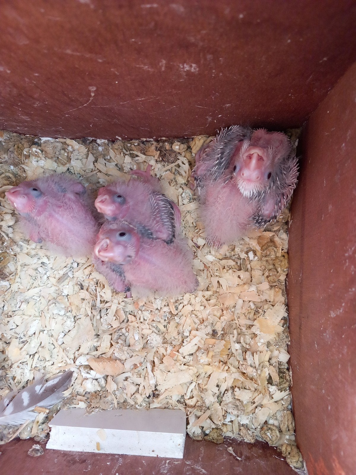 Johan, Dieren en Toebehoren, Vogels | Parkieten en Papegaaien, Tam