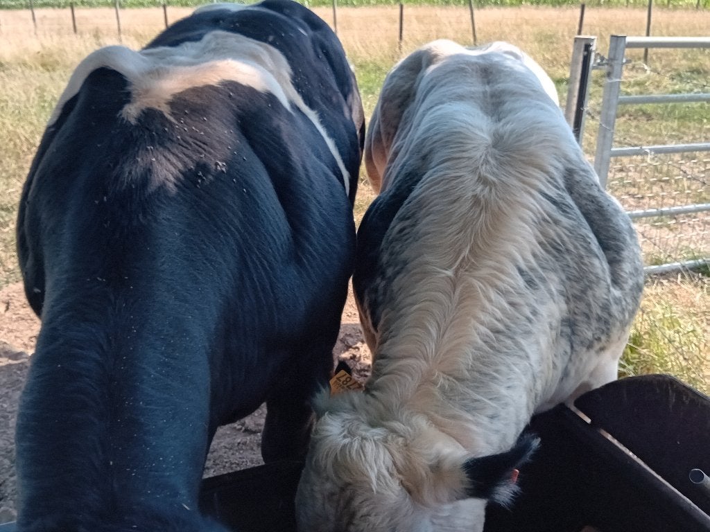 2 mooie stieren, Dieren en Toebehoren, Runderen, Mannelijk, 0 tot 2 jaar