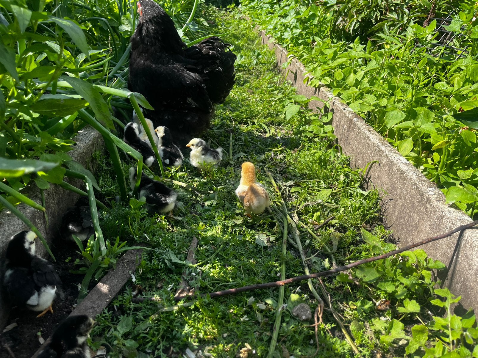 Moeder kip met 10 kuikens, Dieren en Toebehoren, Pluimvee, Kip