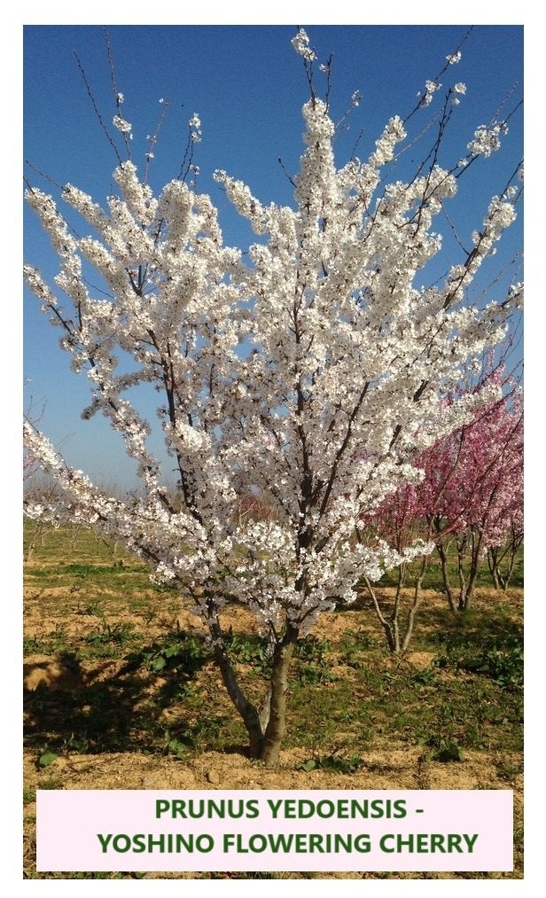 JAPANSE SIERKERSEN PRUNUS YED "YOSHINO" MEERSTAMMIG, 20€/ST., Ophalen of Verzenden, Overige soorten, Struik, 100 tot 250 cm