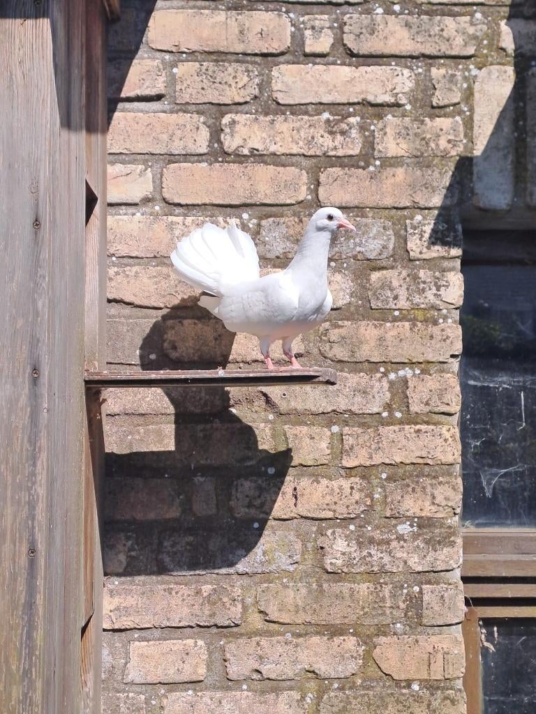 Pauwstraat duifjes., Plusieurs animaux, Autres espèces
