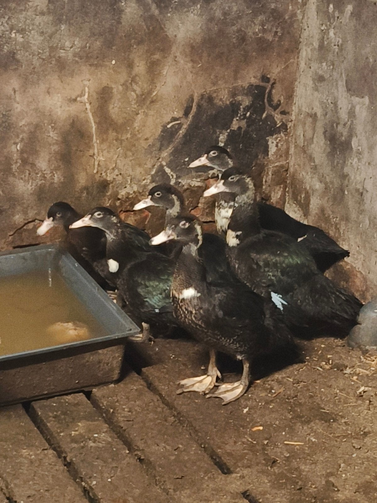eenden, Dieren en Toebehoren
