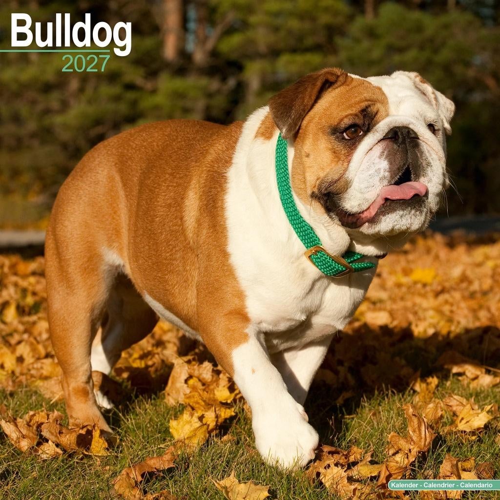 Calendrier Bulldog 2027 en précommande, Divers, Calendriers, Envoi, Calendrier annuel, Neuf