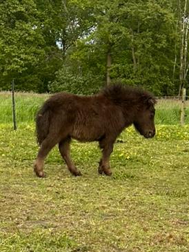 Leuke shetlander hengstjes!, Dieren en Toebehoren, Pony's, Hengst, 0 tot 2 jaar