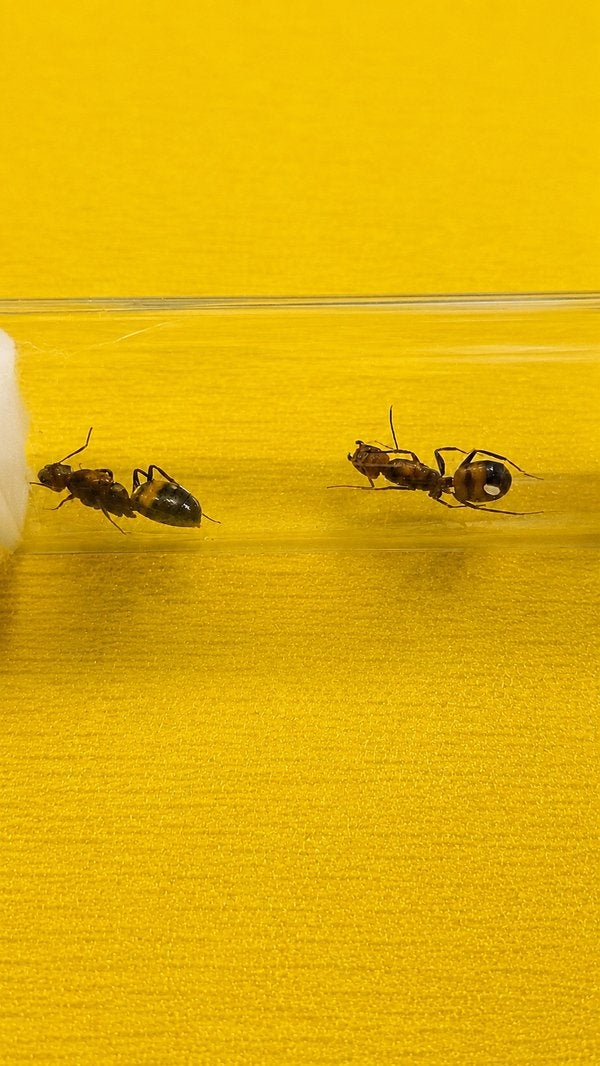 Camponotus Nicobarensis 2 mieren koninginnen met broed, Dieren en Toebehoren, Insecten en Spinnen, Mieren