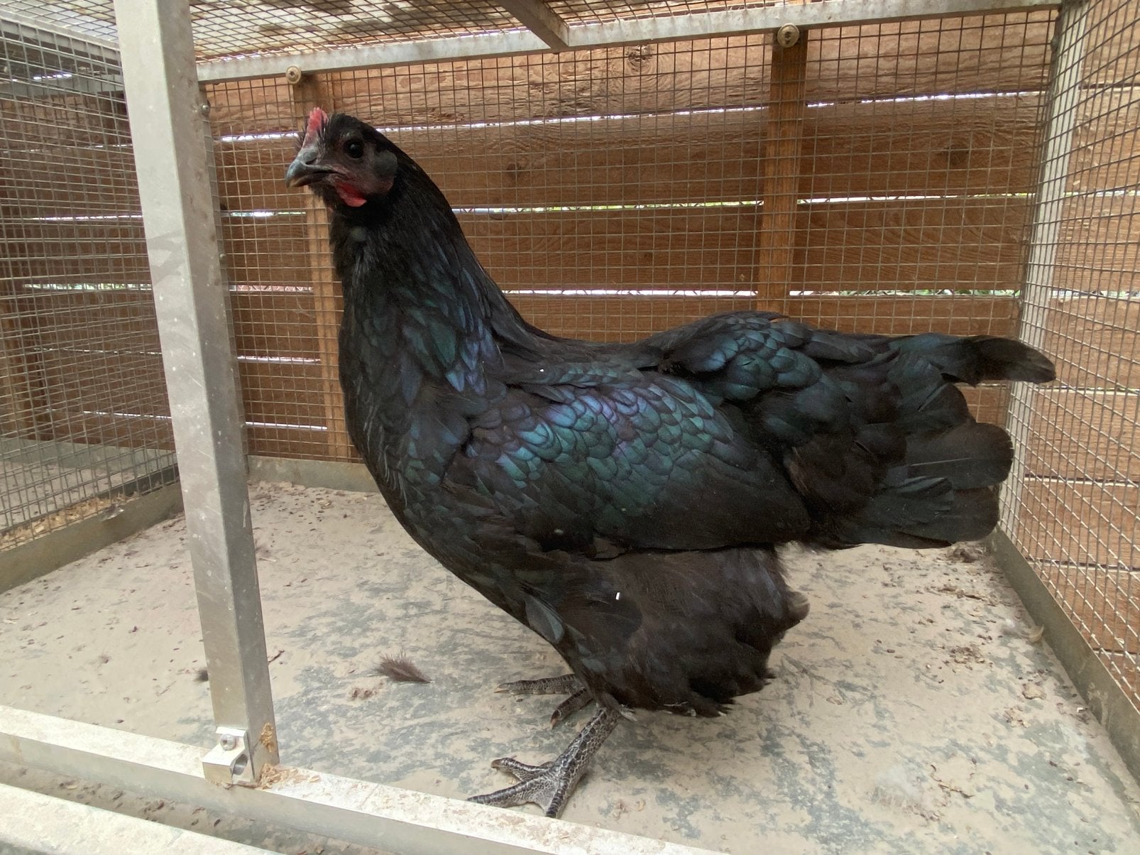 4 australorp hennen 2026, Dieren en Toebehoren, Pluimvee