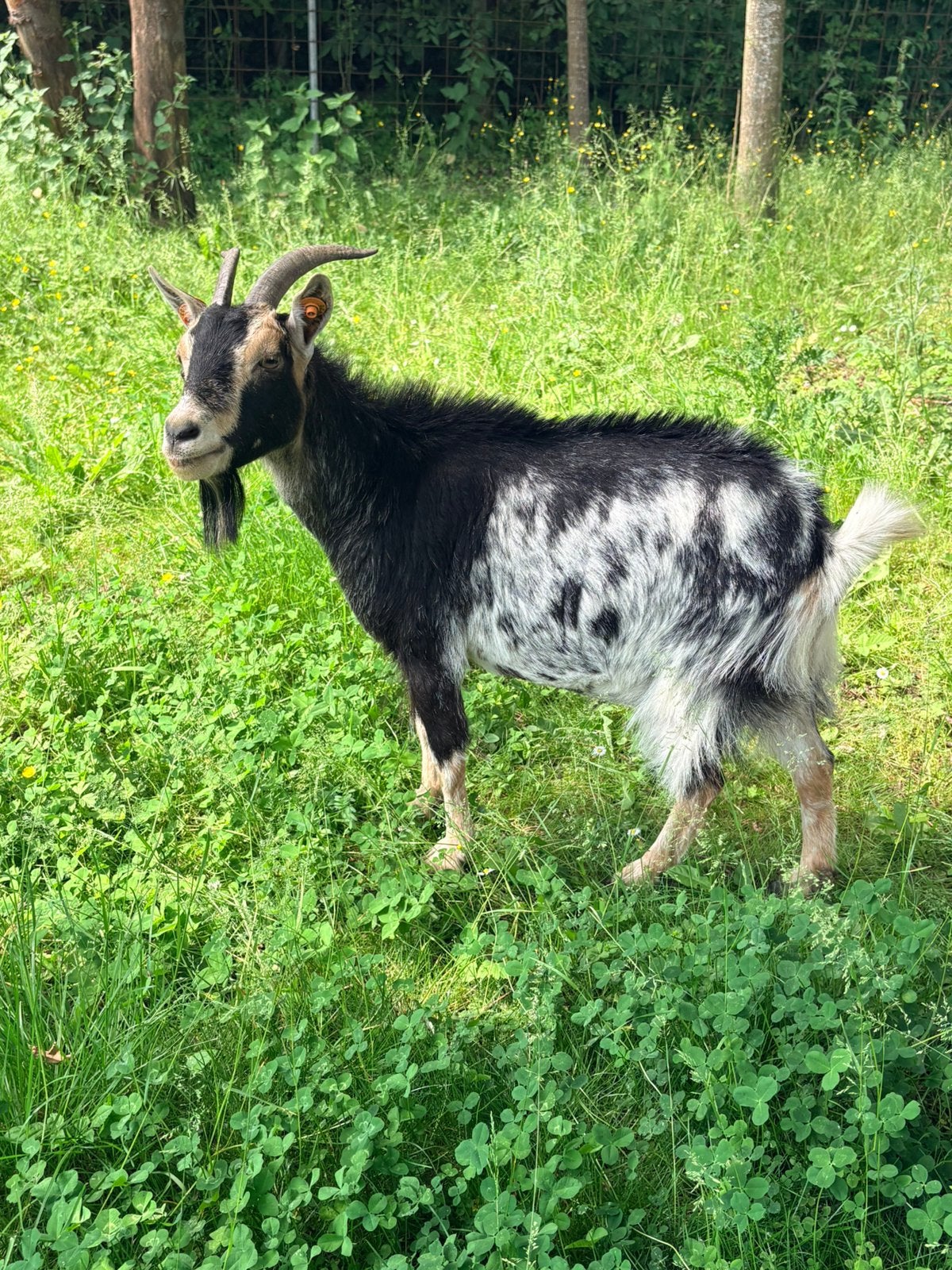 Mieke 3 jaar, Dieren en Toebehoren, Vrouwelijk, Geit, 3 tot 5 jaar