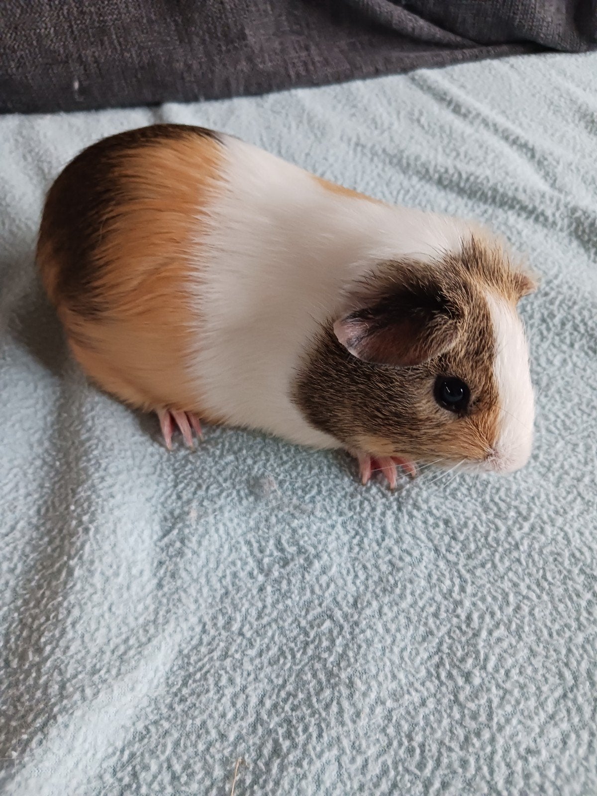 jonge cavia beer, Dieren en Toebehoren, Knaagdieren, Mei, Cavia, Tam