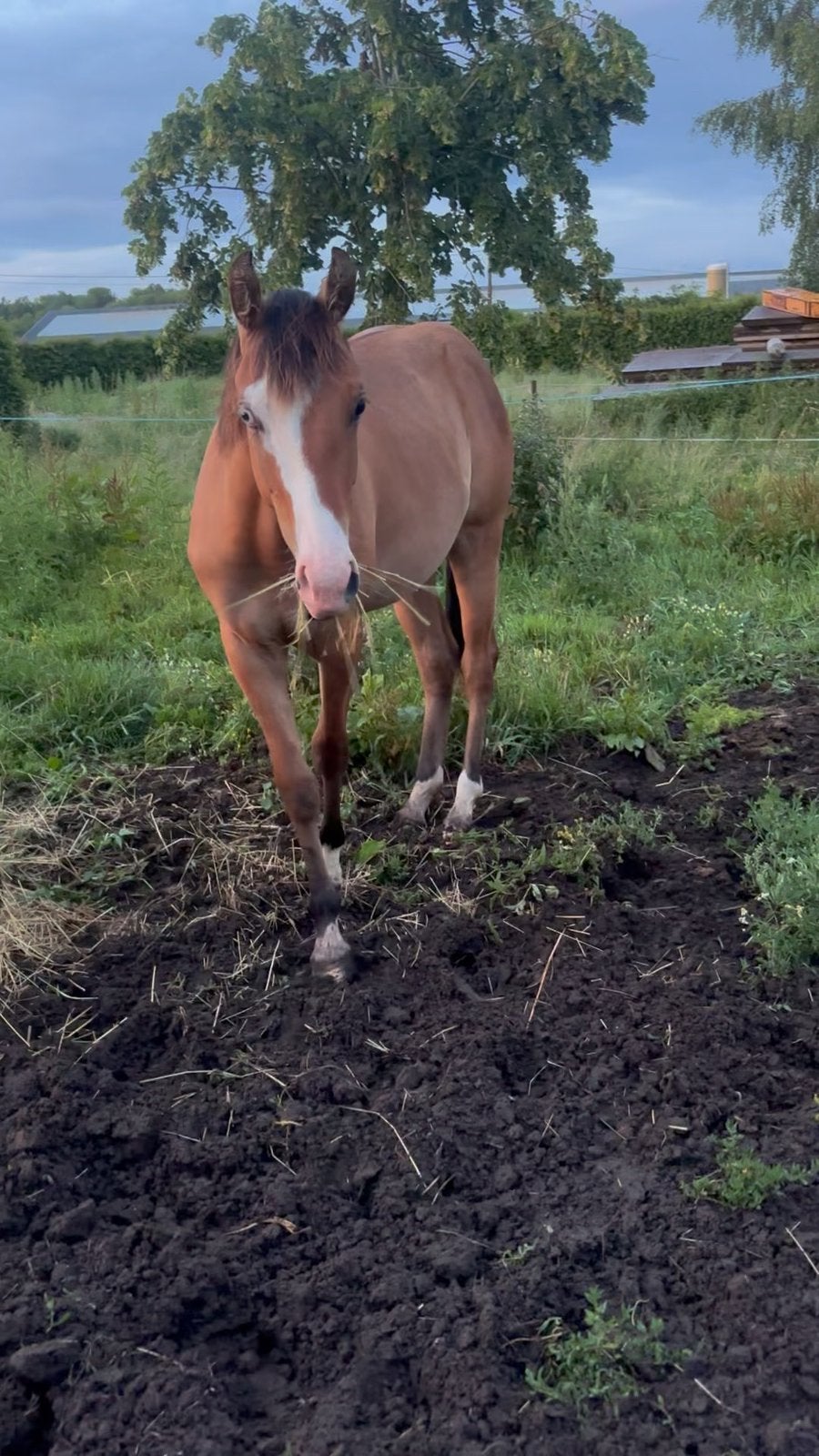 1 jarige quarter hengst, Hengst