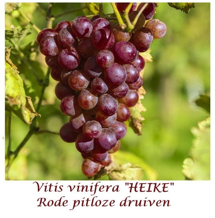 ROZE/RODE DRUIVELAARS (OOK PITLOZE), OOK WIITE & BLAUWE =12€, Ophalen of Verzenden