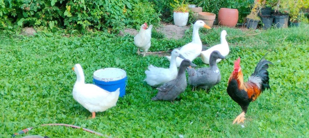 eend van Vorst, Animaux & Accessoires, Volatiles, Canard