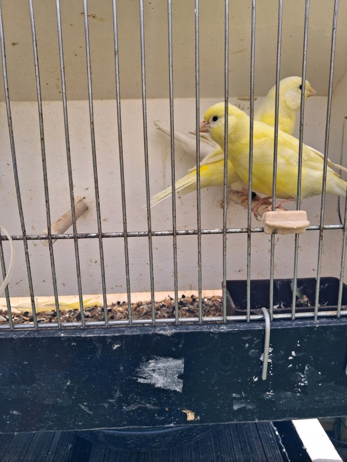 Kanaries, Animaux & Accessoires, Oiseaux | Canaris