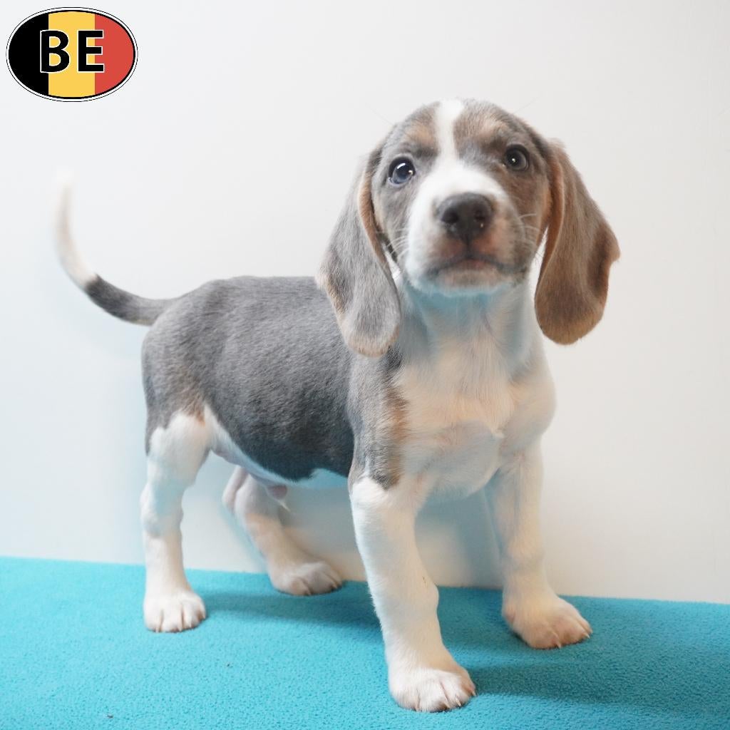 Beagle reutje in de kleur Blue Tan-White - Belgische pup, Parvo, België, Beagle, 8 tot 15 weken