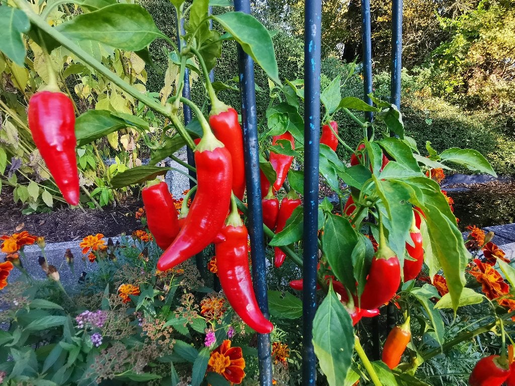 5 graines de poivron Baccatum CAP 455, Envoi, Printemps, Plein soleil, Graine