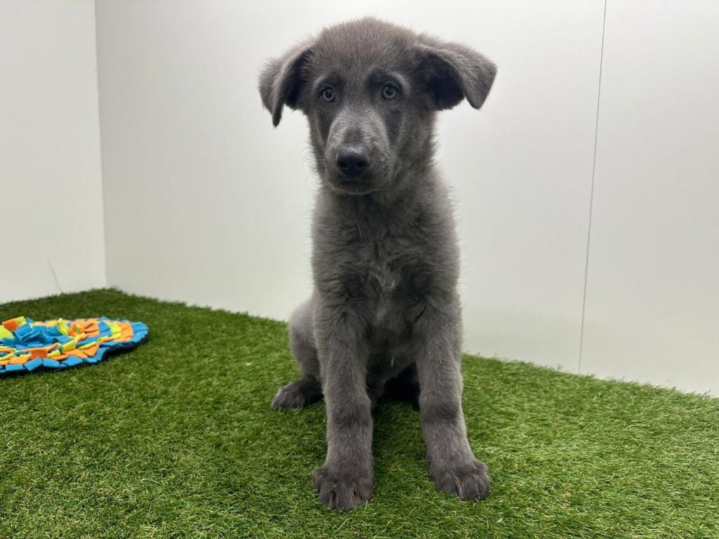 Blauwgrijze Duitse Herder pups, Dieren en Toebehoren, Honden | Herdershonden en Veedrijvers, Meerdere dieren, Herder, Fokker | Professioneel