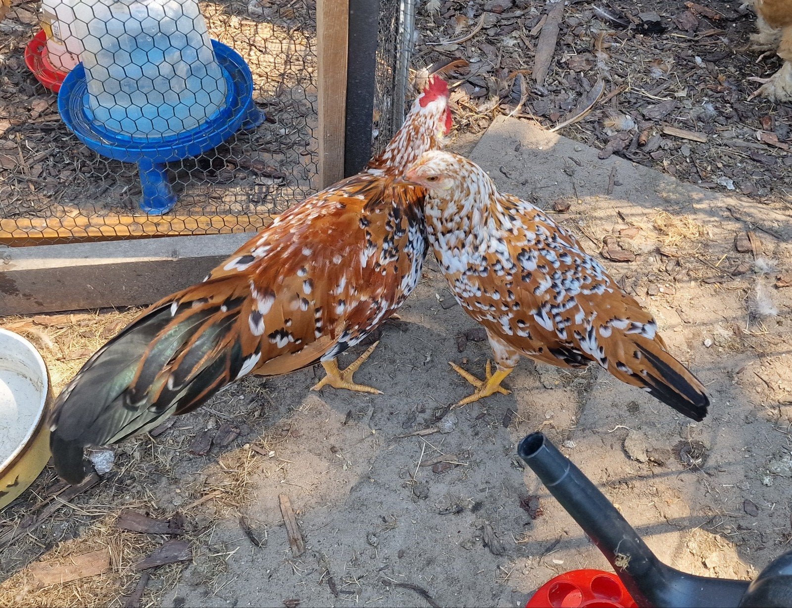 Leghorn porselein hen en haan 17 weken, Dieren en Toebehoren