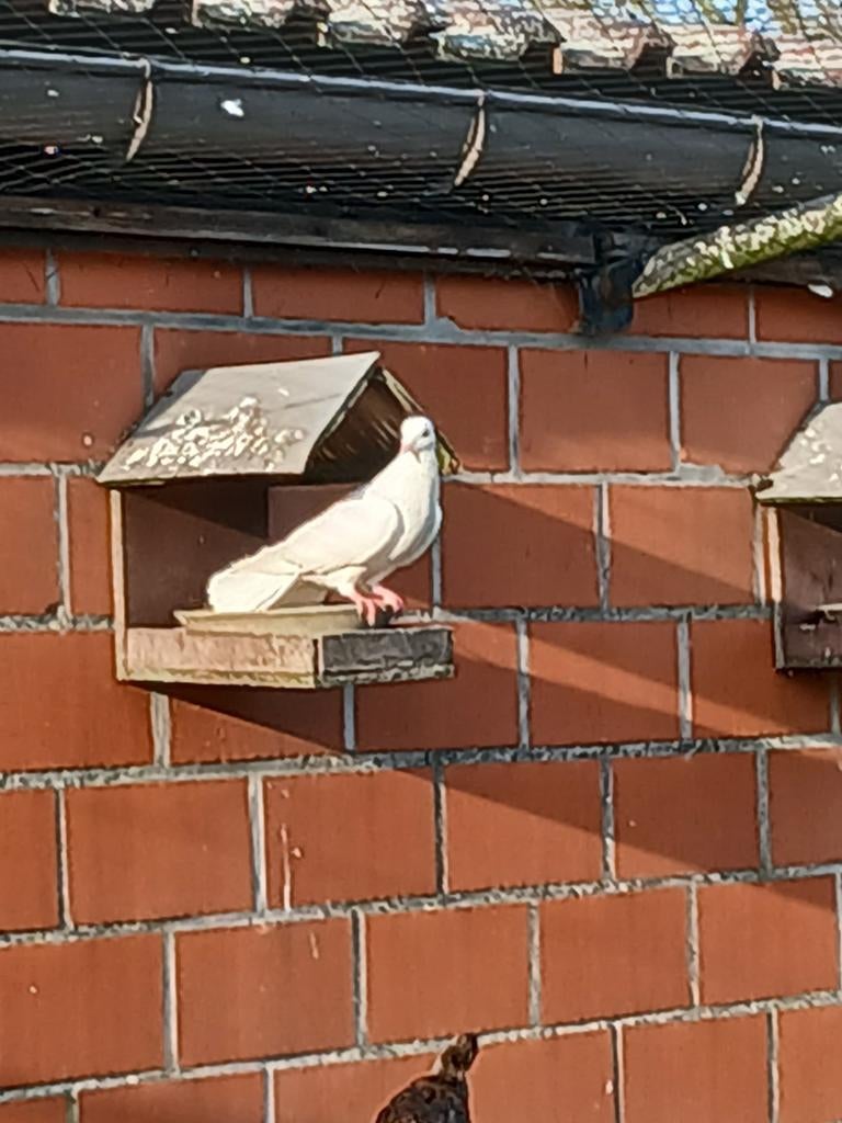 Witte duif pauwstaart, Dieren en Toebehoren
