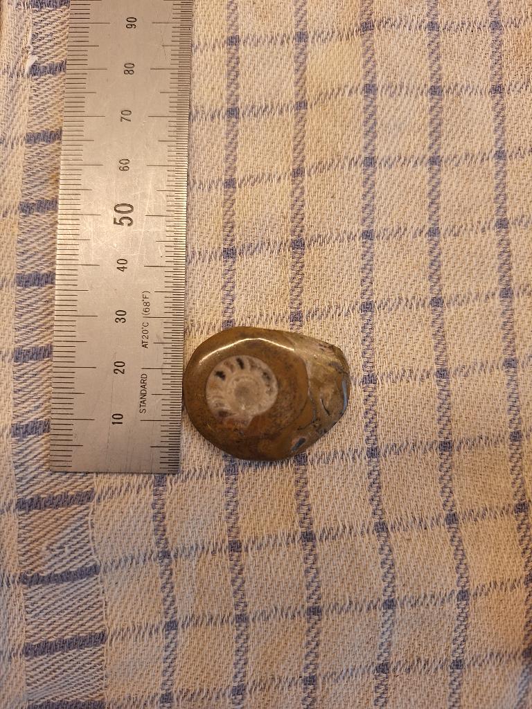 Petit Fossile d'Ammonite Poli, Enlèvement ou Envoi, Fossile