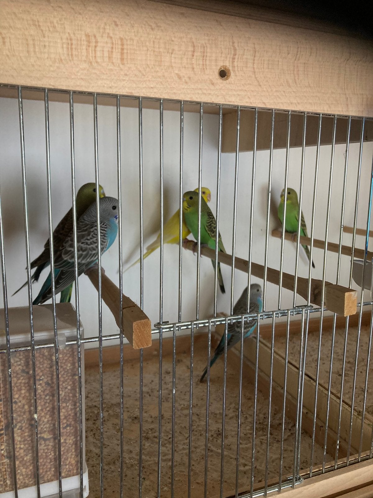 Grasparken en kanaries, Dieren en Toebehoren
