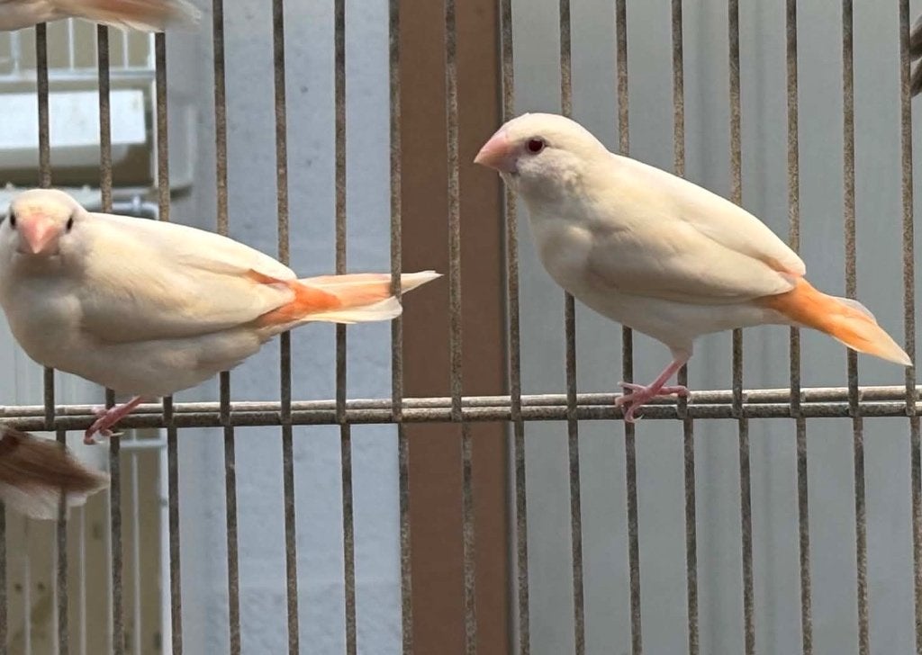 Zilverbek ino, Dieren en Toebehoren, Vogels | Overige Vogels, Meerdere dieren, Tropenvogel, Geringd