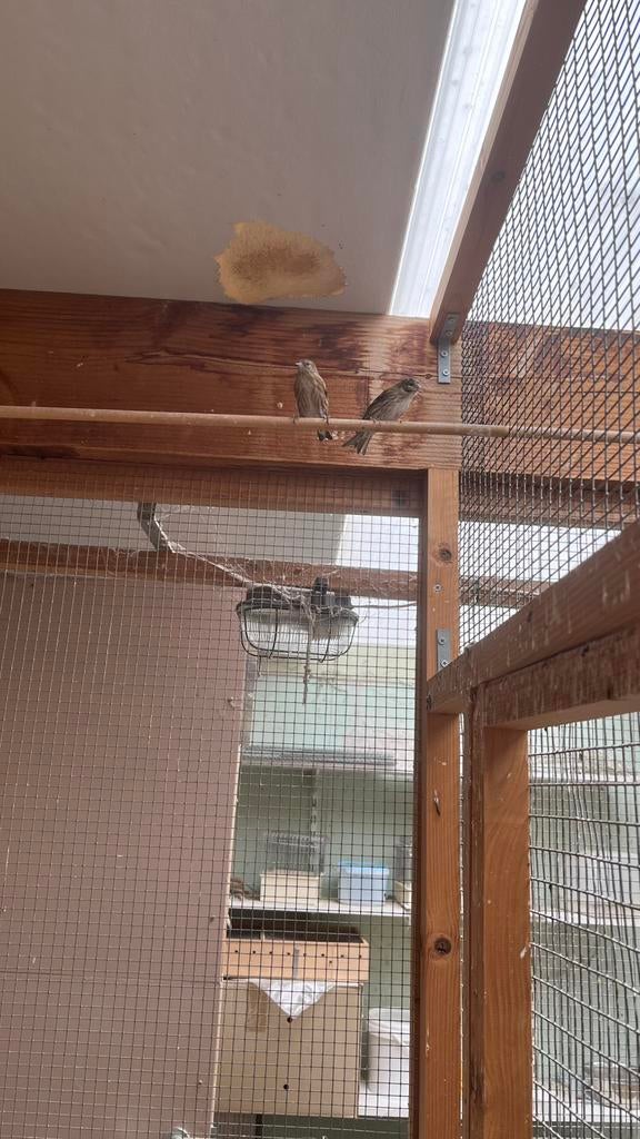 Dennen sijs, Dieren en Toebehoren, Vogels | Kanaries, Vrouwelijk