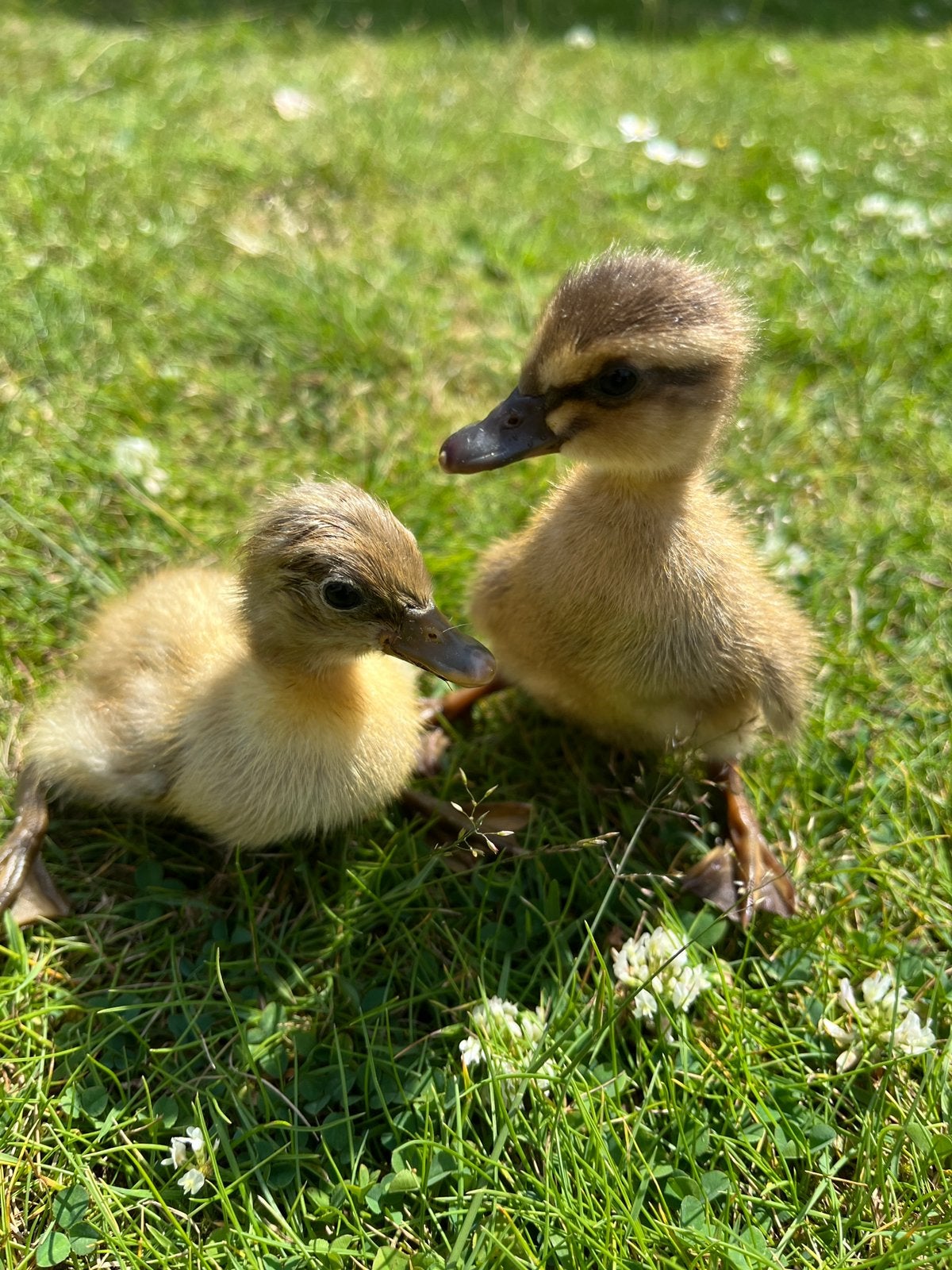 Eendjes, Dieren en Toebehoren, Pluimvee