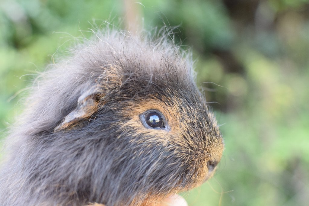 Cavia CH Teddy beertjes 2026, Dieren en Toebehoren, Cavia, April, Mannelijk, Tam