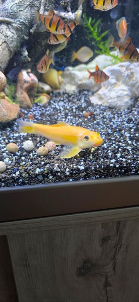 Aquarium vissen, Dieren en Toebehoren, Vis, Zoetwatervis