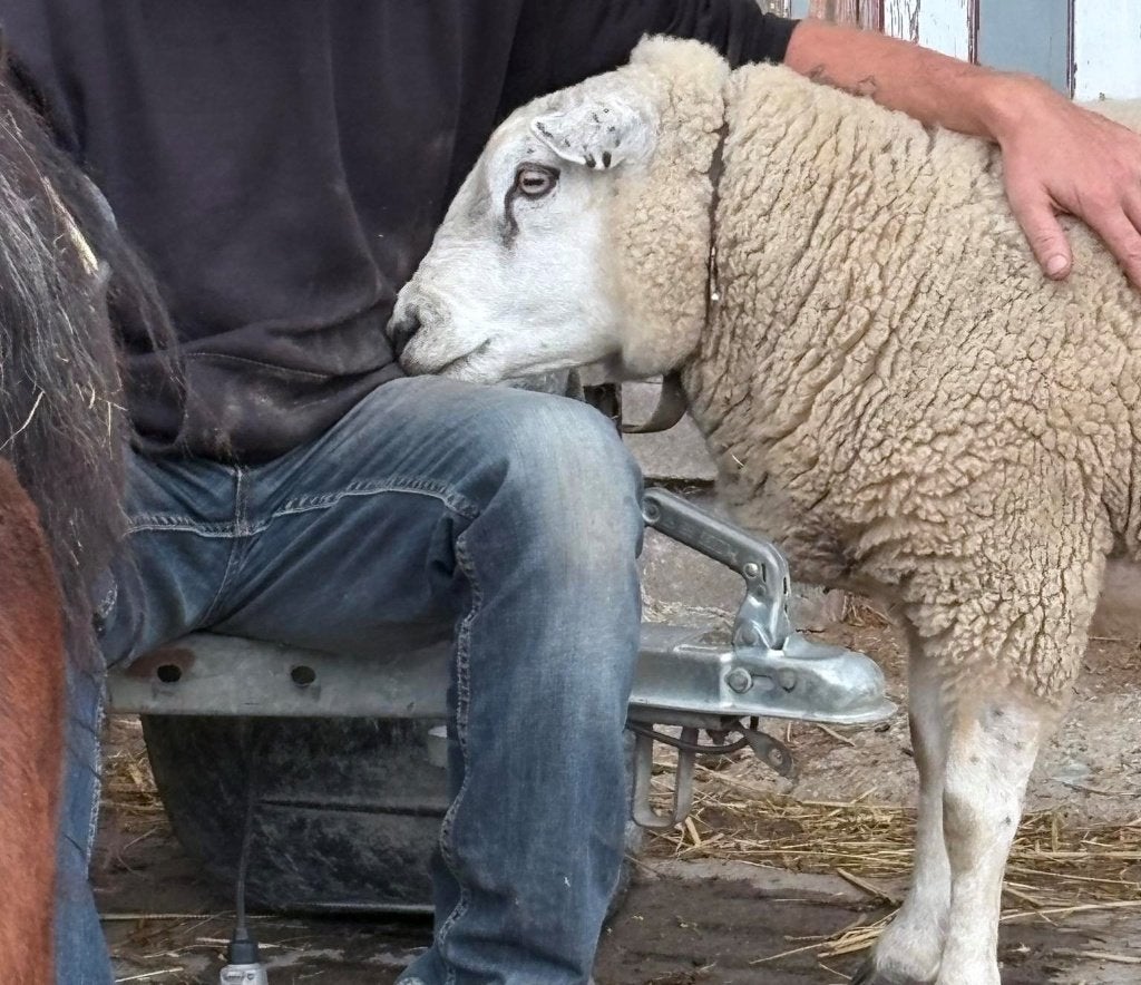 persoon gezocht van roeselare van die schapenbuk, Dieren en Toebehoren, Schapen, Geiten en Varkens, Mannelijk, Schaap