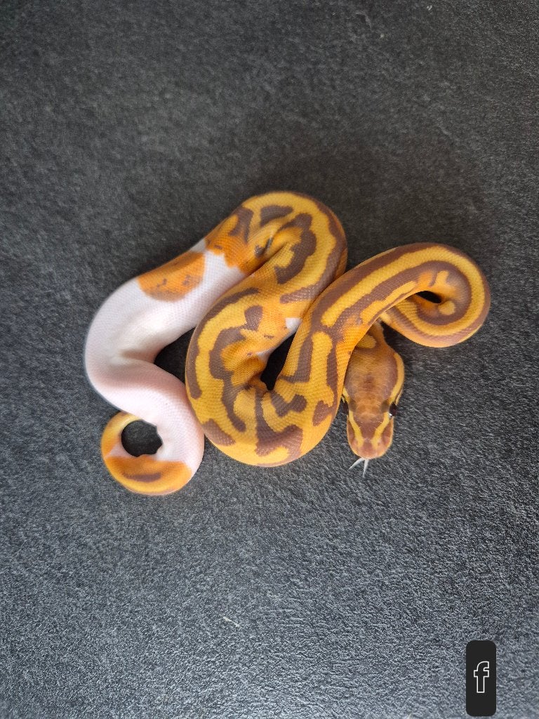 Ultramel piebald 50% het clown, Dieren en Toebehoren, Reptielen en Amfibieën, Slang, 0 tot 2 jaar