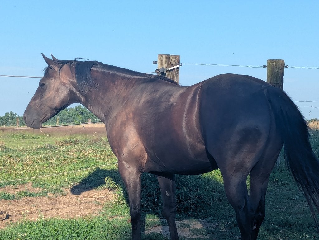 Belle croix noire brune, Solid Paint-Bred, 5 ans, 1,47 m, Animaux & Accessoires, Chevaux, Hongre, Non dressé, Moins de 160 cm