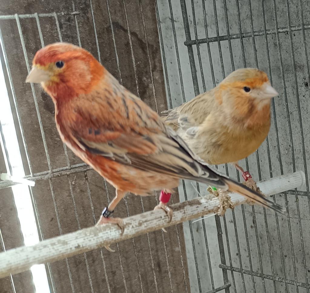 Kanaries