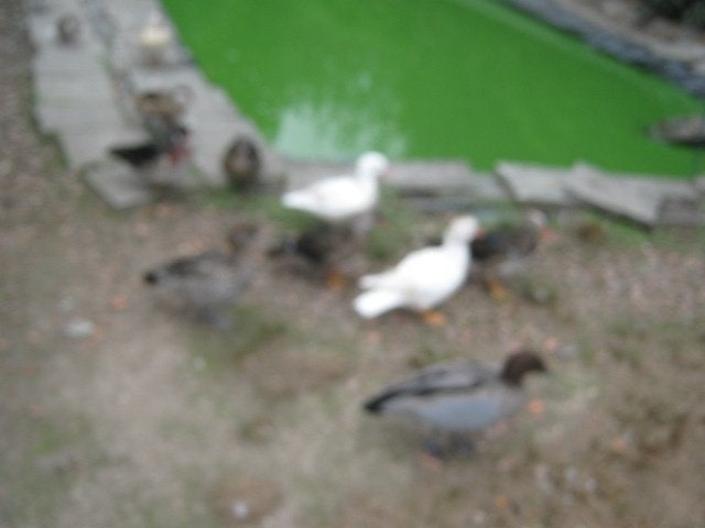 a vendre quelques couples de canard d ornements, Animaux & Accessoires, Mars, Plusieurs animaux