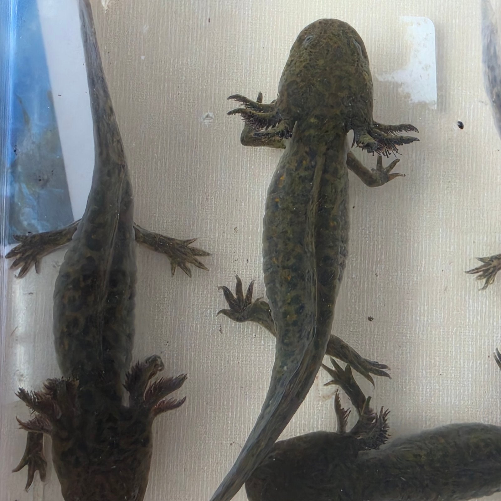 axolotls wildkleur, Dieren en Toebehoren