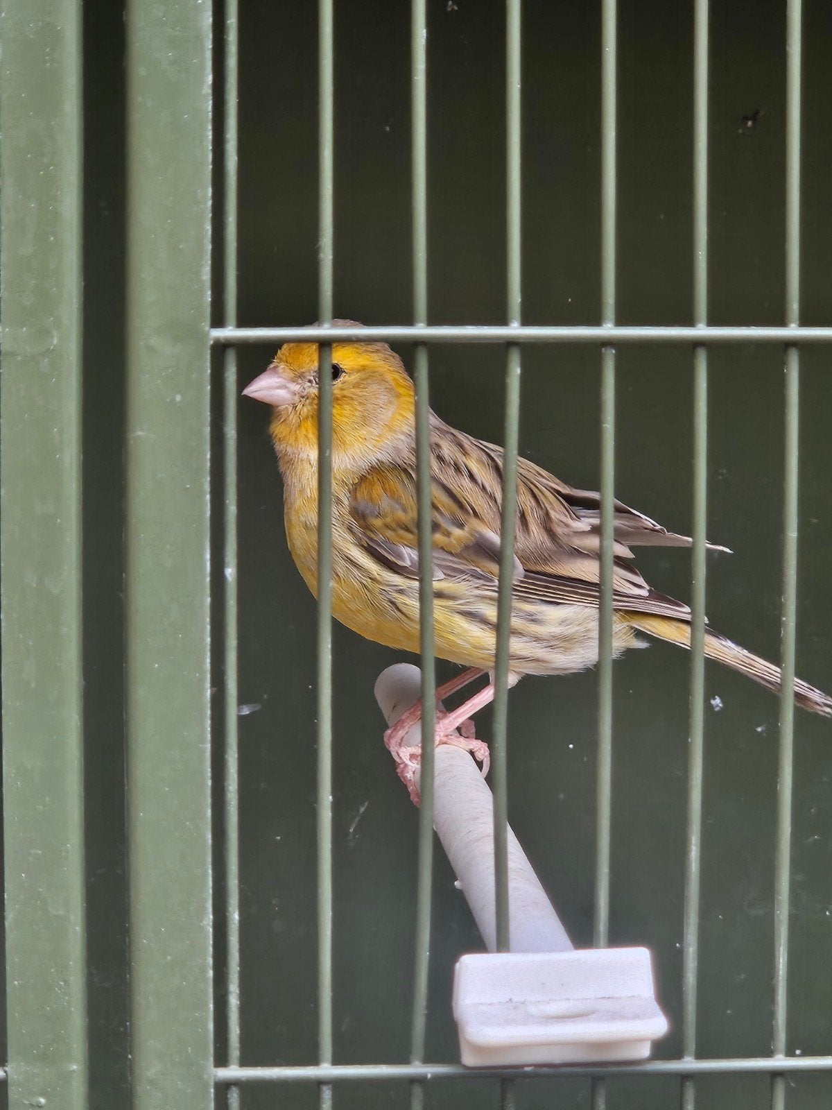 Kanarie geel agaat poppen, Dieren en Toebehoren