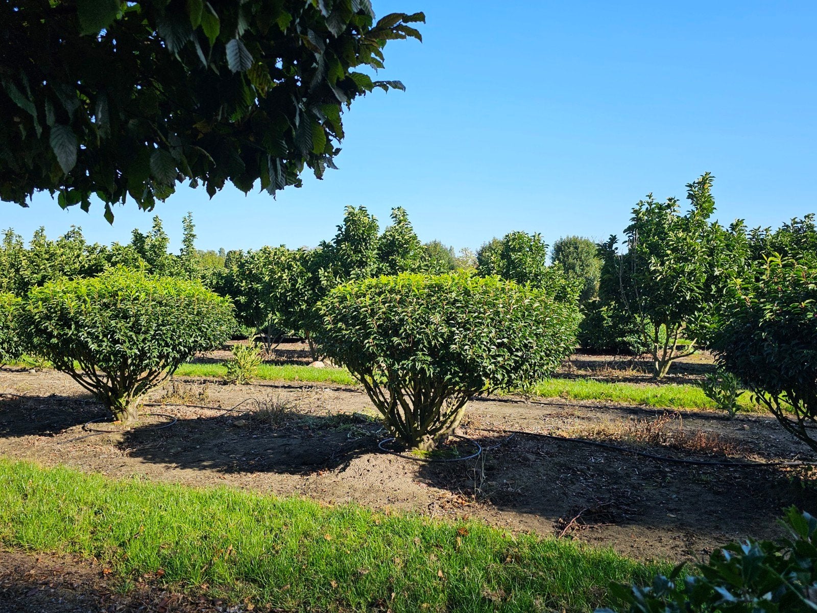 Prunus lusitanica Angustifolia meerstam, Tuin en Terras, Ophalen