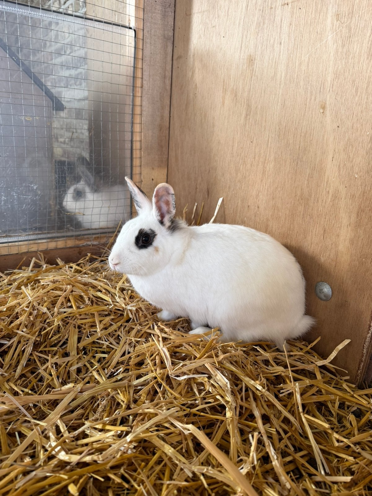 Lieve leeuwenkop (vrouwtje), Dieren en Toebehoren, Vrouwelijk, Klein, 0 tot 2 jaar