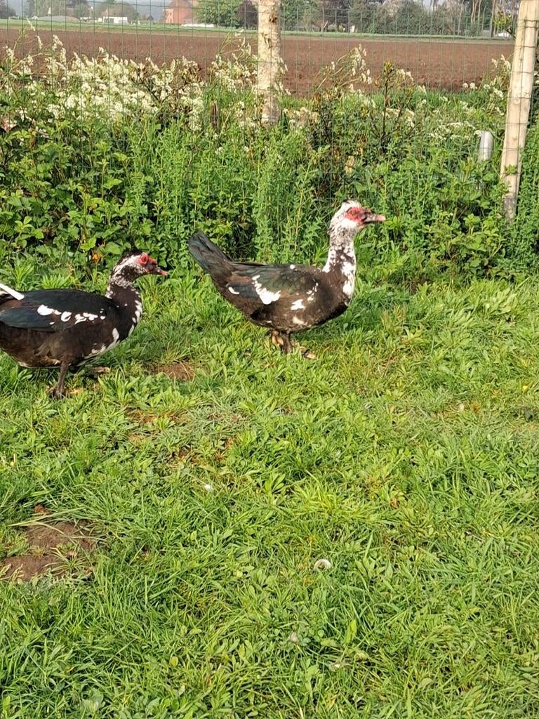 3 jonge barberie hanen, Dieren en Toebehoren, Pluimvee, Mannelijk, Eend