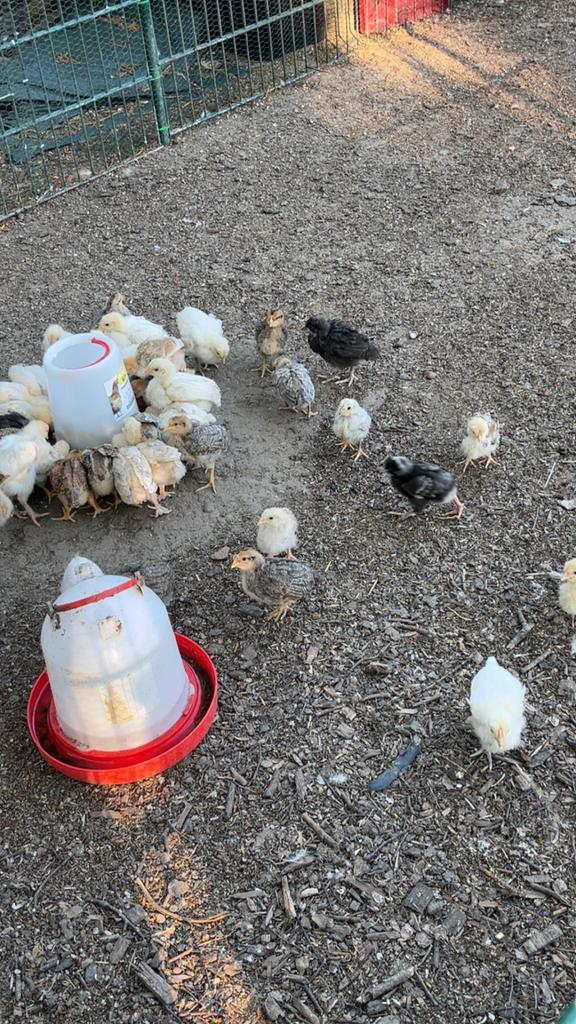 Kuikens van 4 weken oud, Animaux & Accessoires, Volatiles